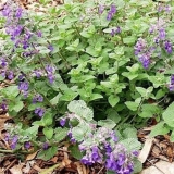 Kojih 8 biljaka treba posaditi na selu da ljeti zaboravite na komarce